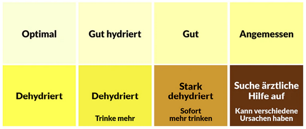 Rückenschmerzen durch zu wenig trinken: Urinfarbe als Indikator, von hydriert zu dehydriert.