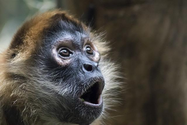 Ursachen für Rückenschmerzen: Ein Affe schaut überrascht mit offenem Mund.